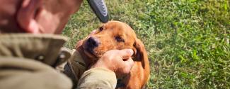  A puppy looking up at a person while they are holding the puppy’s head in their hands. 