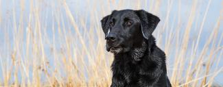 A close up shot of black Labrador Retriever Mickey, the 2016 National Retriever Champion, sitting in a field. 