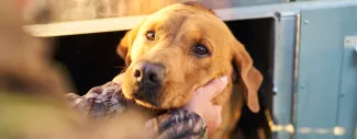 A human holding their dogs head in their hands.