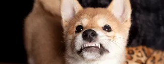 A puppy looking up with its teeth showing. 