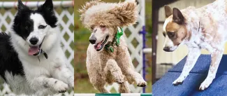 Three side by side action shot images of the three most-improved dogs in the AKC AKC Agility League Winter 2025 Season.