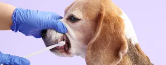 Human in gloves lifting snout of dog and brushing its teeth with a toothbrush.  