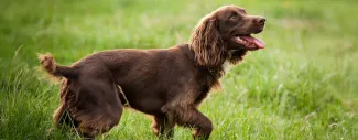 A brown dog with its mouth open and tongue out walking in a field.