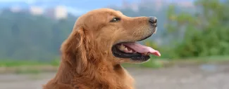  Pro Plan Veterinary Supplements: Achieving Optimal Health