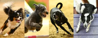 Team USA Comes Together to Win Big at 2025 IFCS World Agility Championship