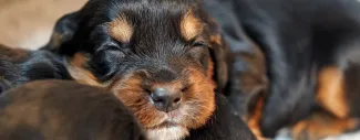 Newborns: When Puppies Crash and Burn!  
