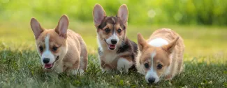 The Most Common Breeding Problems  