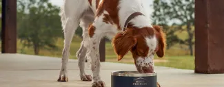 A Century of Purina Pet Nutrition and Care. 