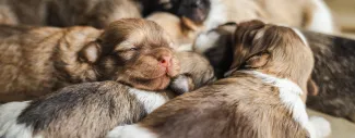 Reducing Puppy Mortality With Preventative Neonatal Care.