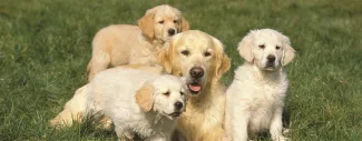 Good Dog Breeder Webinar: Using Screening Health Tests &amp; Conformation Traits That Impact Your Breeding Program.