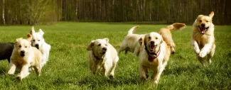  Good Dog Breeder Webinar, Genetic Diversity in Dog Breeding