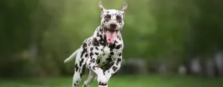 proclub good dog webinar coefficient of inbreeding dogs