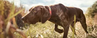 Expert do’s and don’ts for the health and safety of sporting dogs.
