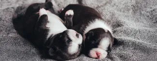 A Breeder's Guide to Apgar Score for Puppies. 