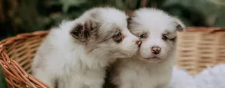 A Breeder's Guide to a Puppy's Nutritional Needs.