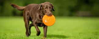Chocolate Labrador retriever walking on grass while carrying an orange frisbee in its mouth.