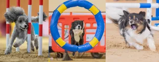 Team USA competitors and agility dogs at the 2026 IFCS World Agility Championship in Spain.