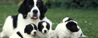 Large black-and-white dog lying on grass with three black-and-white puppies gathered nearby.