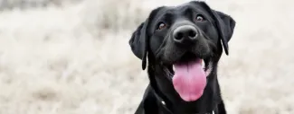 Close-up of a black Labrador retriever panting outdoors.
