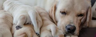 Yellow Labrador mother resting with a litter of newborn puppies after whelping.