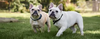 Two French Bulldogs standing together on grass outdoors.