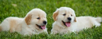 Two Golden Retriever puppies lying in green grass.