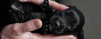 Close-up of a newborn black puppy being gently held in a person’s hands.
