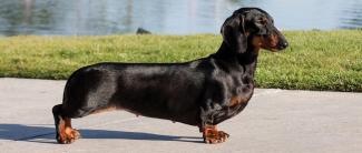 DachshundUPdate Summer2018 Hero