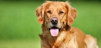 GoodDog Part1 HowToManageYourStudDog HeaderImage 950x450 (1)