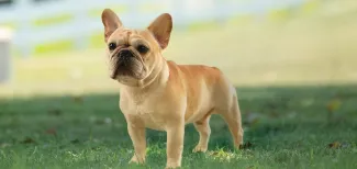 HealthyStudDog ArticleImagesHealthyStudDog Header 950x450