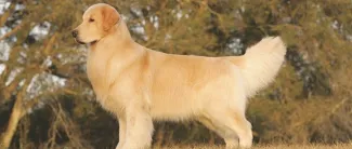 Resources Dog Articles Health Line 90 Header
