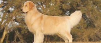 Resources Dog Articles Health Line 90 Header
