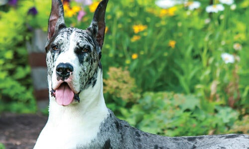 are merle great danes healthy