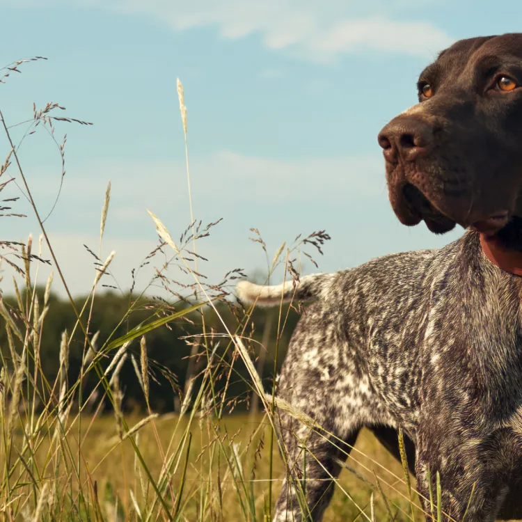 dog in field