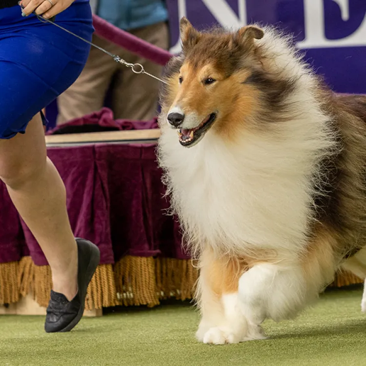 A collie with a full, fluffy coat trots alongside its handler in a blue dress during a dog show, with purple and gold decorations in the background and other dogs waiting nearby.