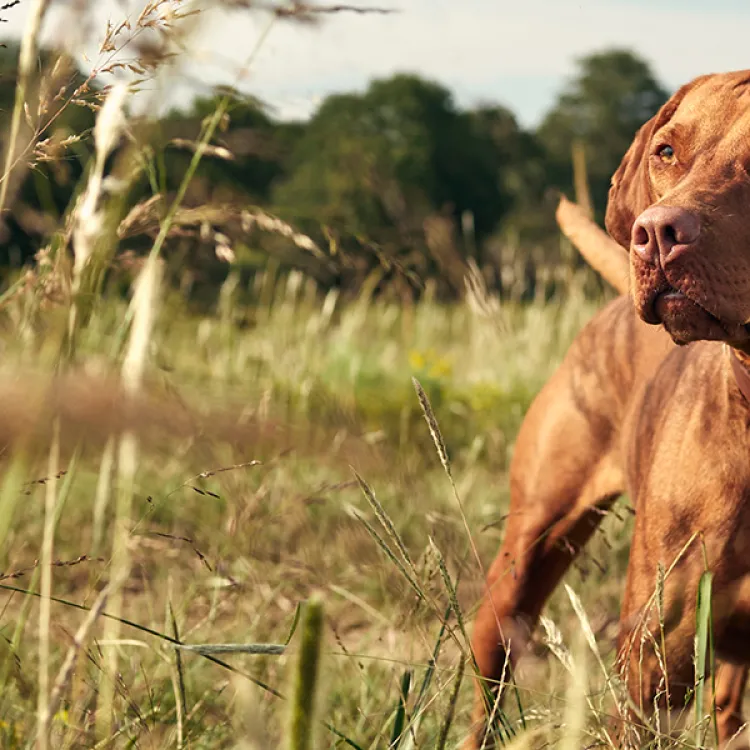 A brown dog with an alert expression stands in a field of tall grass, with a blurred background of trees under a clear sky, capturing a natural outdoor scene.