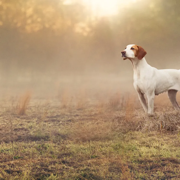 Two white and brown hunting dogs stand alert in a misty field at dawn, with soft sunlight filtering through trees in the background, creating a calm and focused scene.