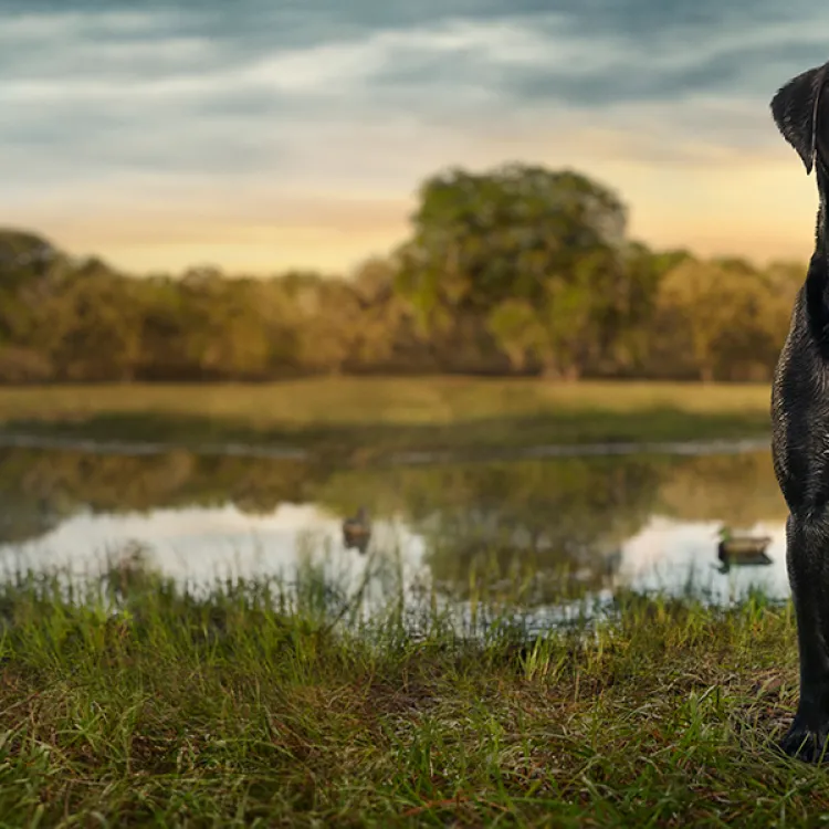 A black Labrador stands alert by a calm lake at sunset, with reflections of trees and a serene sky on the water&#039;s surface, creating a tranquil outdoor scene.