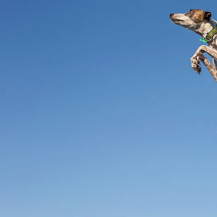 A spotted dog with a green collar leaps high into the air against a clear blue sky, capturing a moment of agility and energy in an outdoor setting.