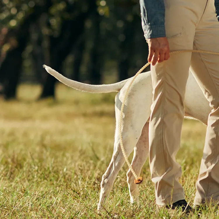 a person walking a dog