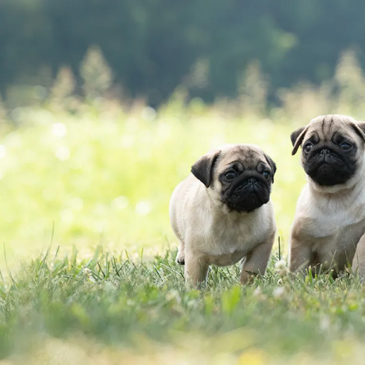 Four pug puppies with light tan coats and black faces sit and stand in a grassy field, with a softly blurred green background of trees.