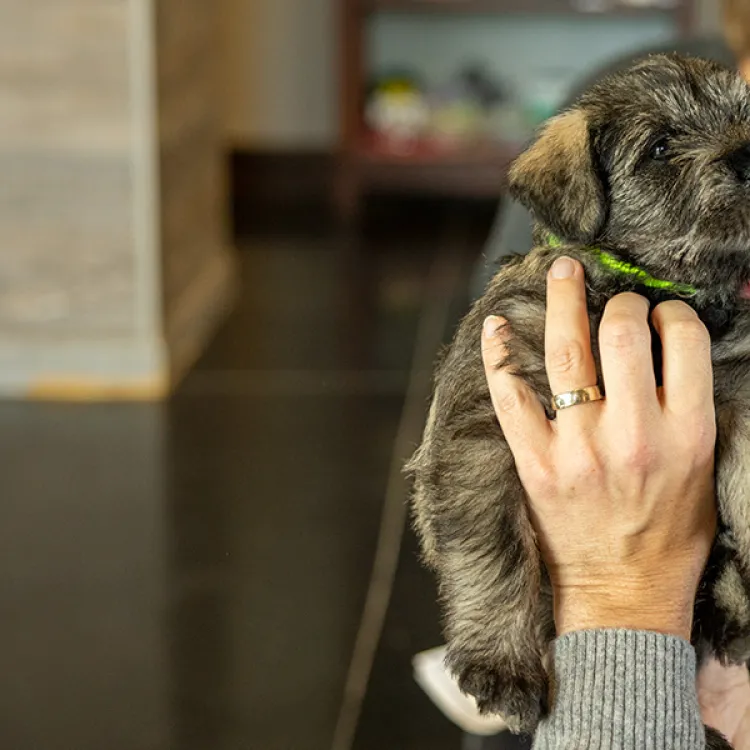 a person holding a dog