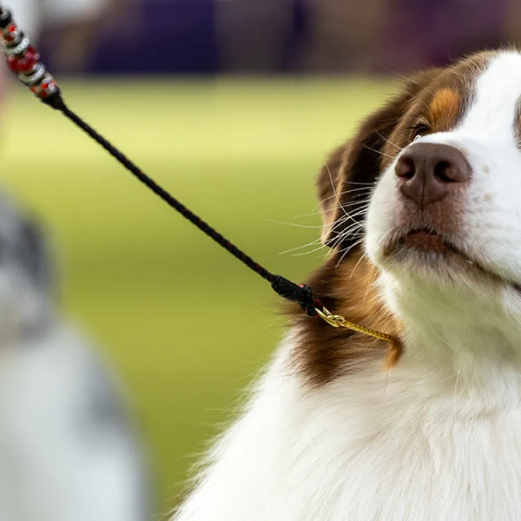 close up of puppy on leash looking up at person