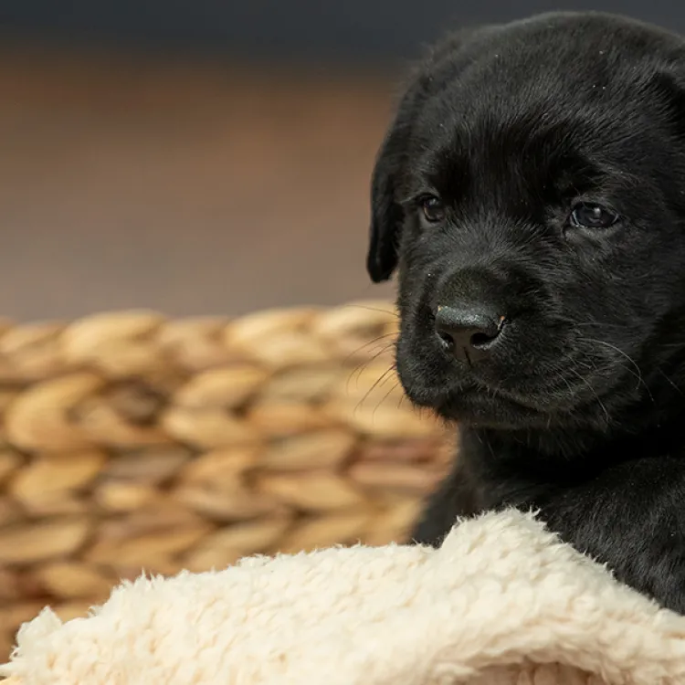 black puppy looking out over puppy bed