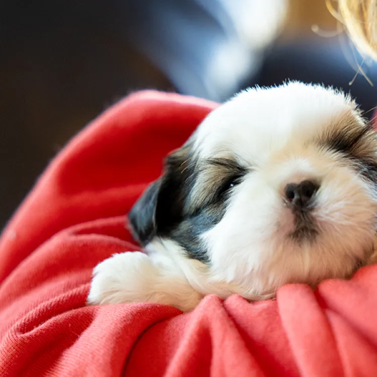 little girl in red sweater holding small puppy
