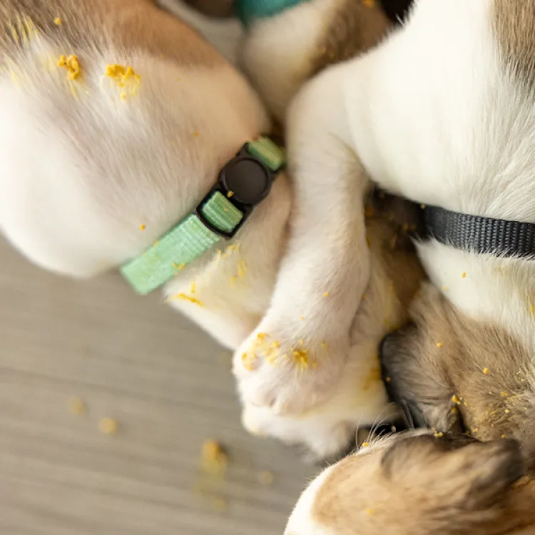 puppies eating a single bowl