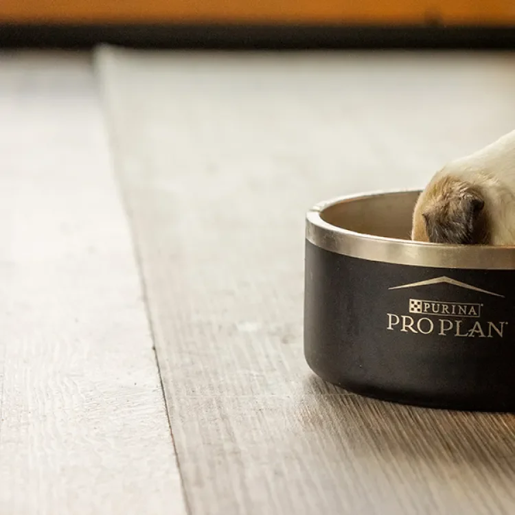 A small puppy with a white and tan coat eats from a large Purina Pro Plan bowl on a wooden floor, with food crumbs scattered around.