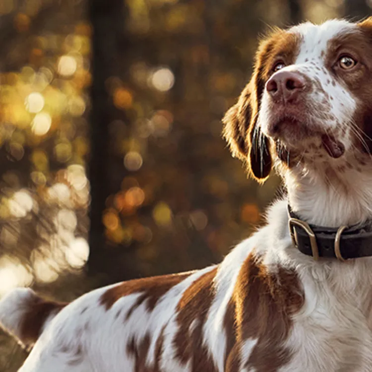 Dog Standing in field