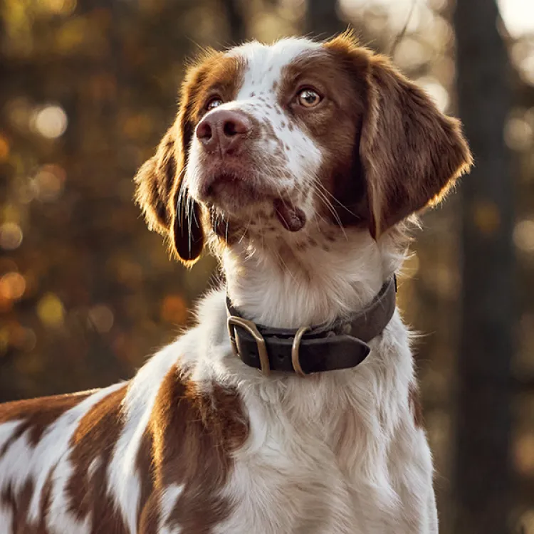 A dog standing in a field.