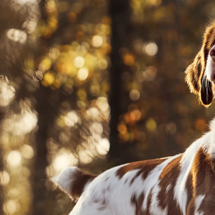 A dog standing in a field.